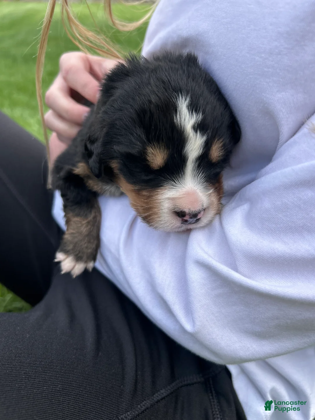 Bernese Mountain Dog dogs for sale: Bernese Mountain Dog Puppy 10 - Ad 2