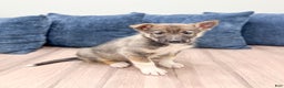 Gerberian Shepsky dogs for sale: Morgan - Ad 1
