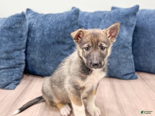 Gerberian Shepsky dogs Morgan - Ad 3