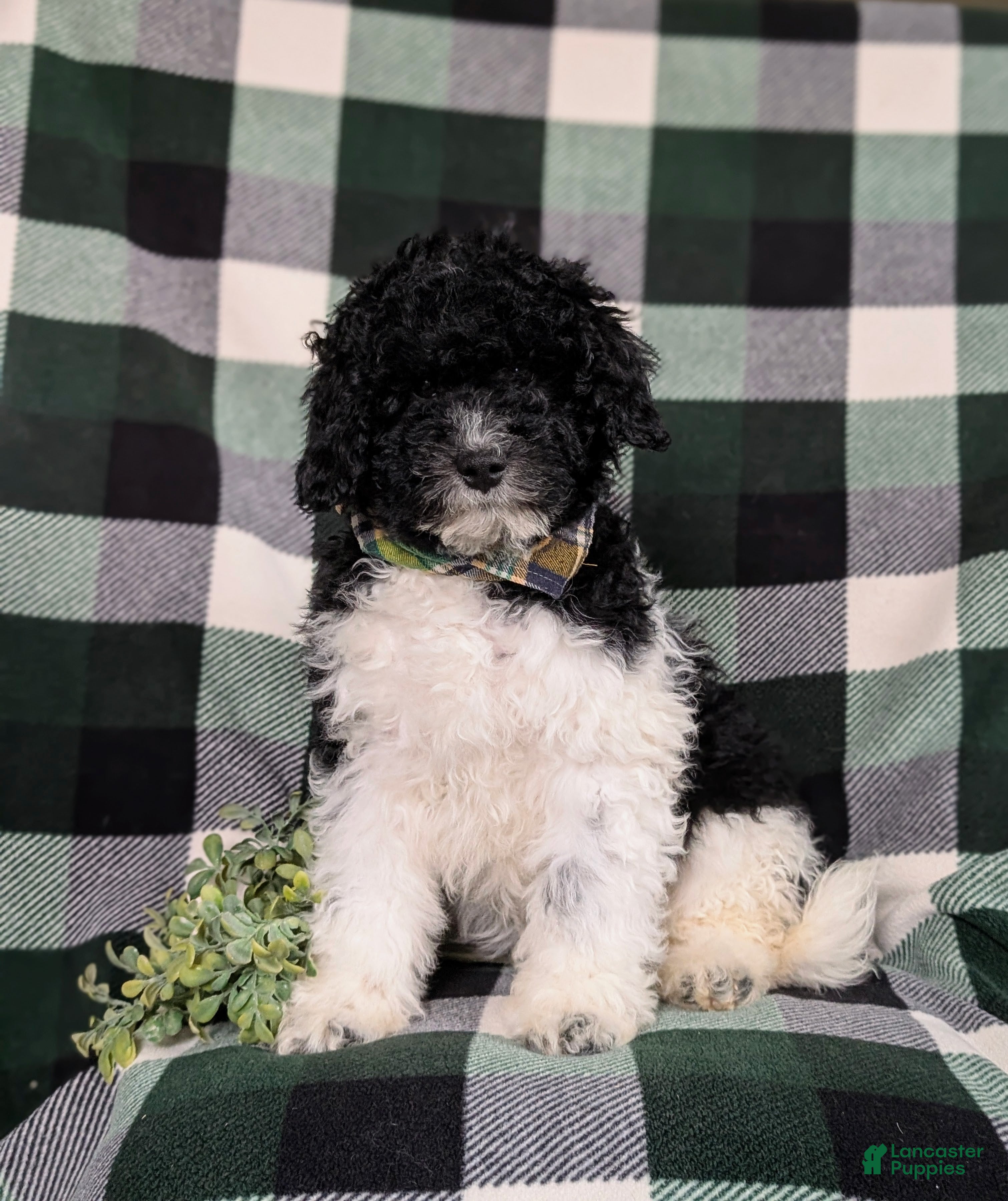 Mini Bernedoodle dogs Archie Hypoallergenic  - Ad 2