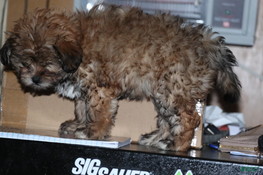 Shih Tzu dogs for sale: Shih Tzu Puppy 2 - Ad 5