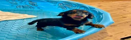 Miniature Dachshund dogs for sale: Miniature Dachshund Puppy 1 - Ad 5