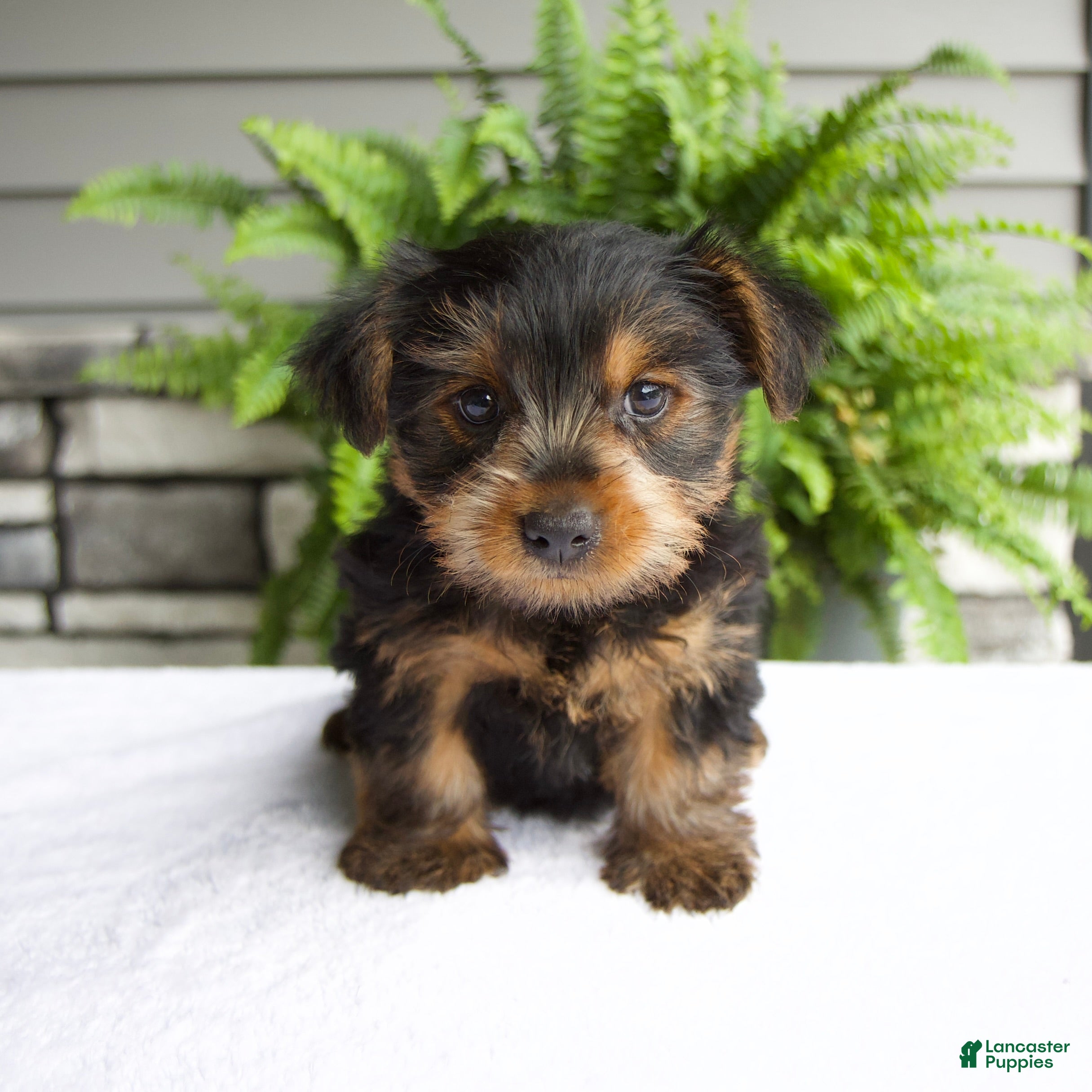 Yorkshire Terrier dogs Benny - Ad 1