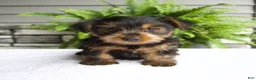 Yorkshire Terrier dogs for sale: Benny - Ad 1