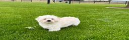 Lhasa Apso dogs for sale: Beau - Ad 3