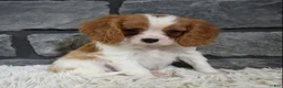 Cavalier King Charles Spaniel dogs for sale: Rocco  - Ad 8