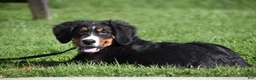 Bernese Mountain Dog dogs for sale: Trevor - Ad 9