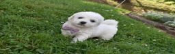 Cavachon dogs for sale: Theresa - Ad 4