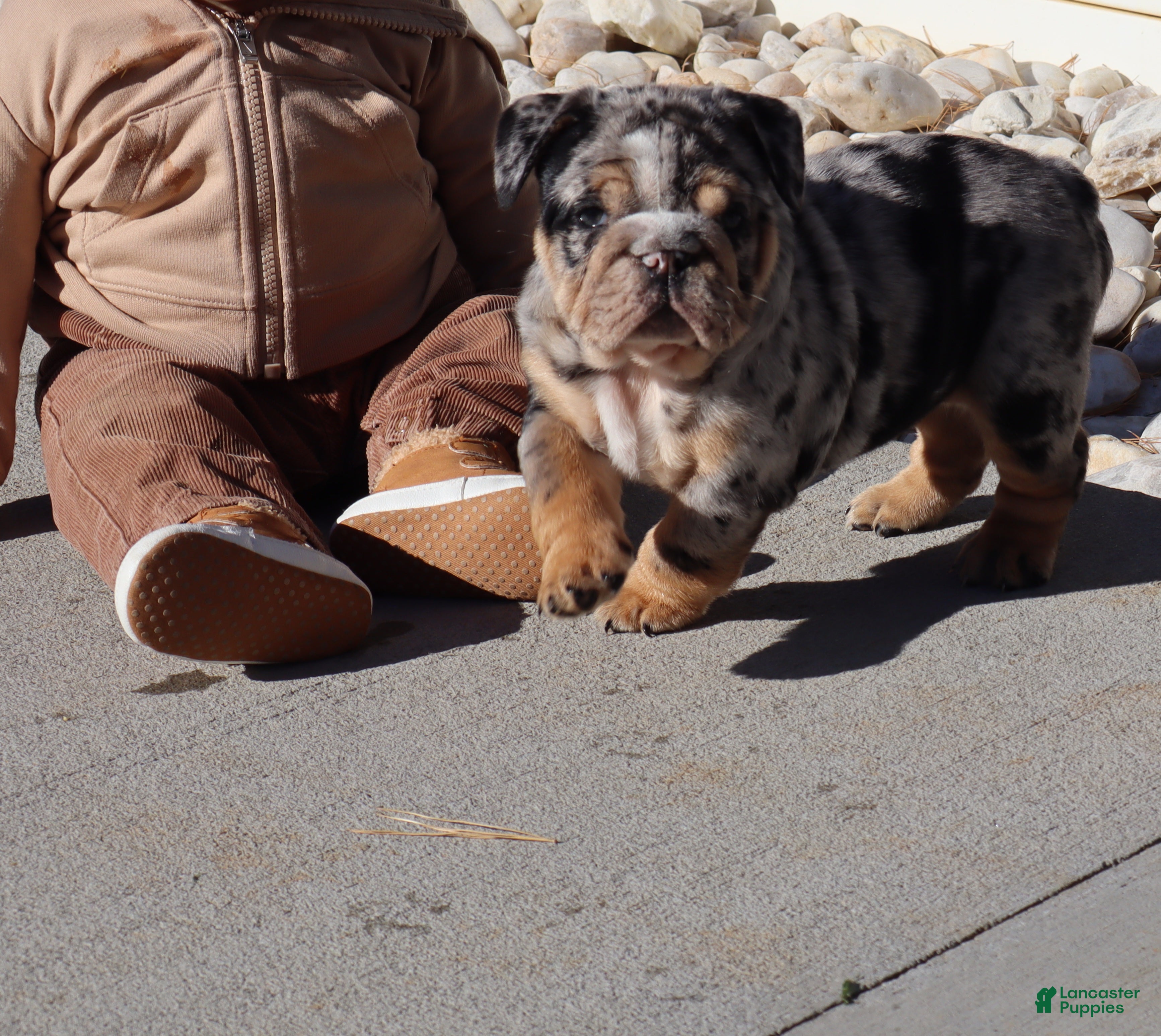 English Bulldog dogs for sale: Siesta - Ad 2