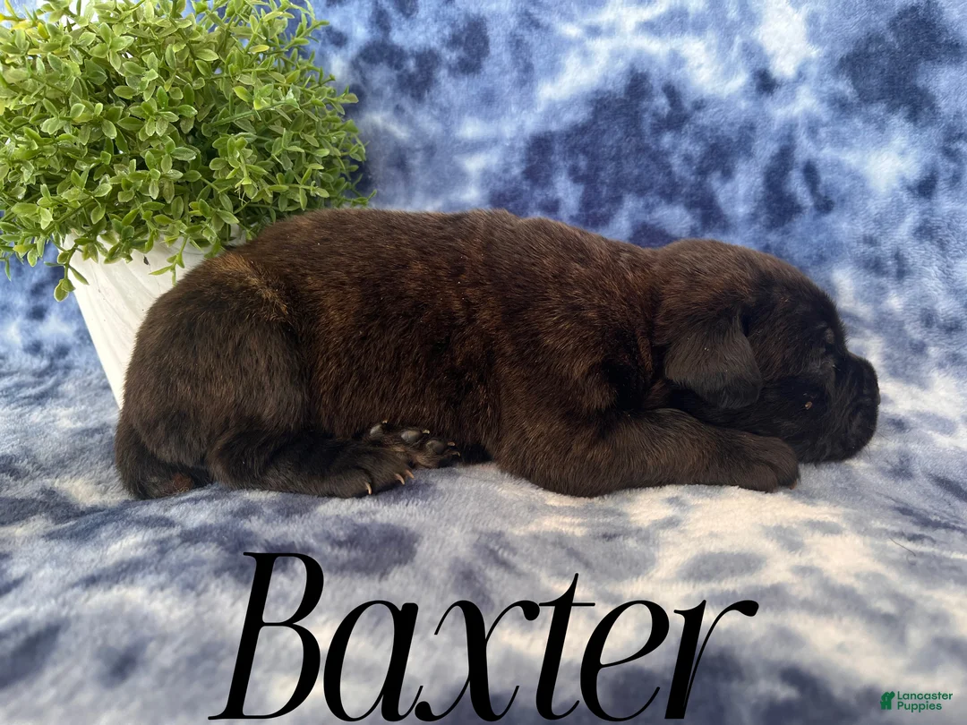 Cane Corso dogs for sale: Nikki - Ad 28