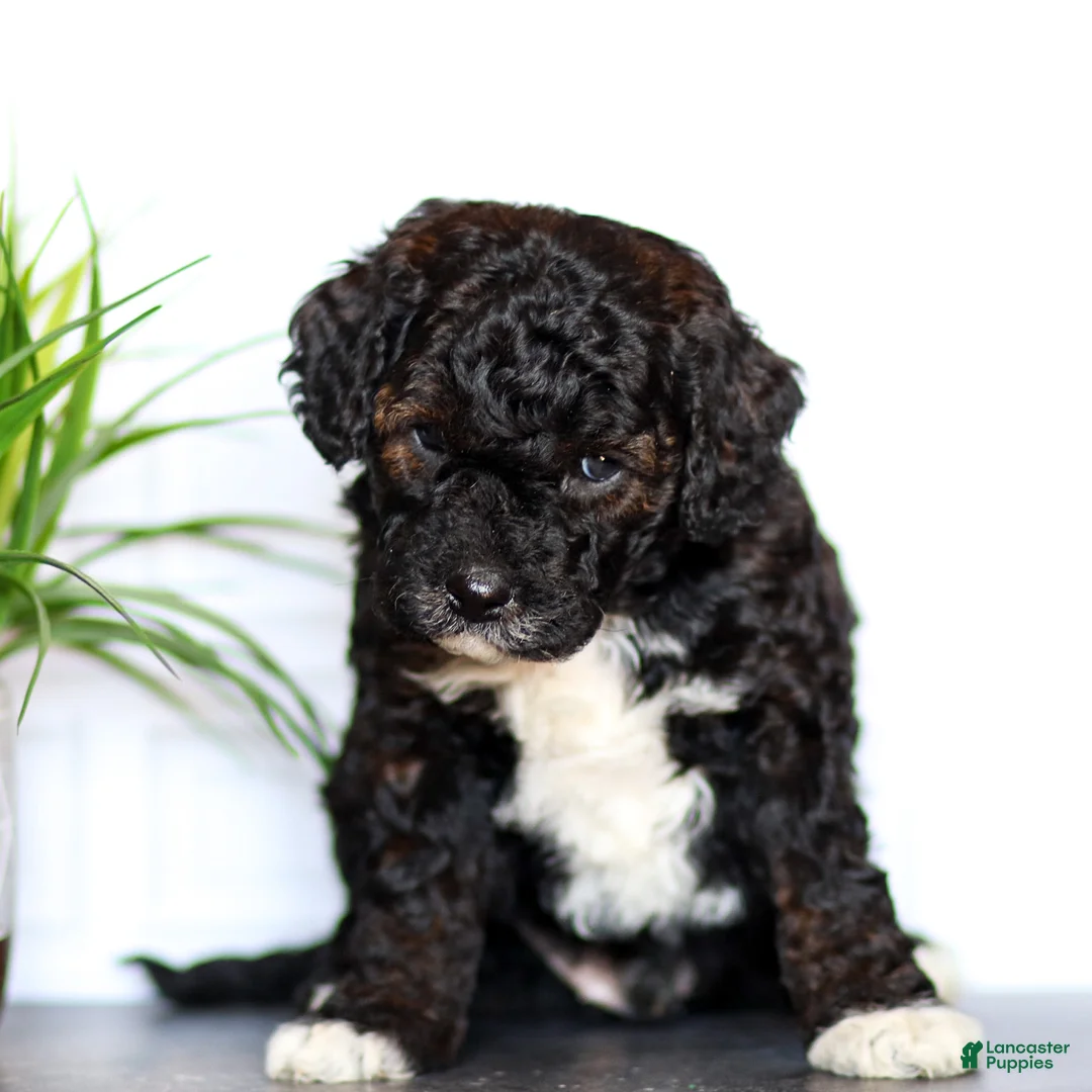 Goldendoodle dogs for sale: Lenny - Ad 2