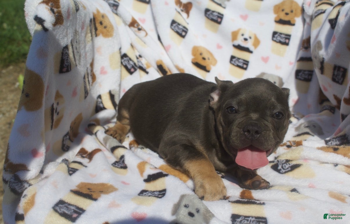 French Bulldog dogs French Bulldog 5 - Ad 1