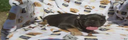 French Bulldog dogs for sale: French Bulldog 5 - Ad 1