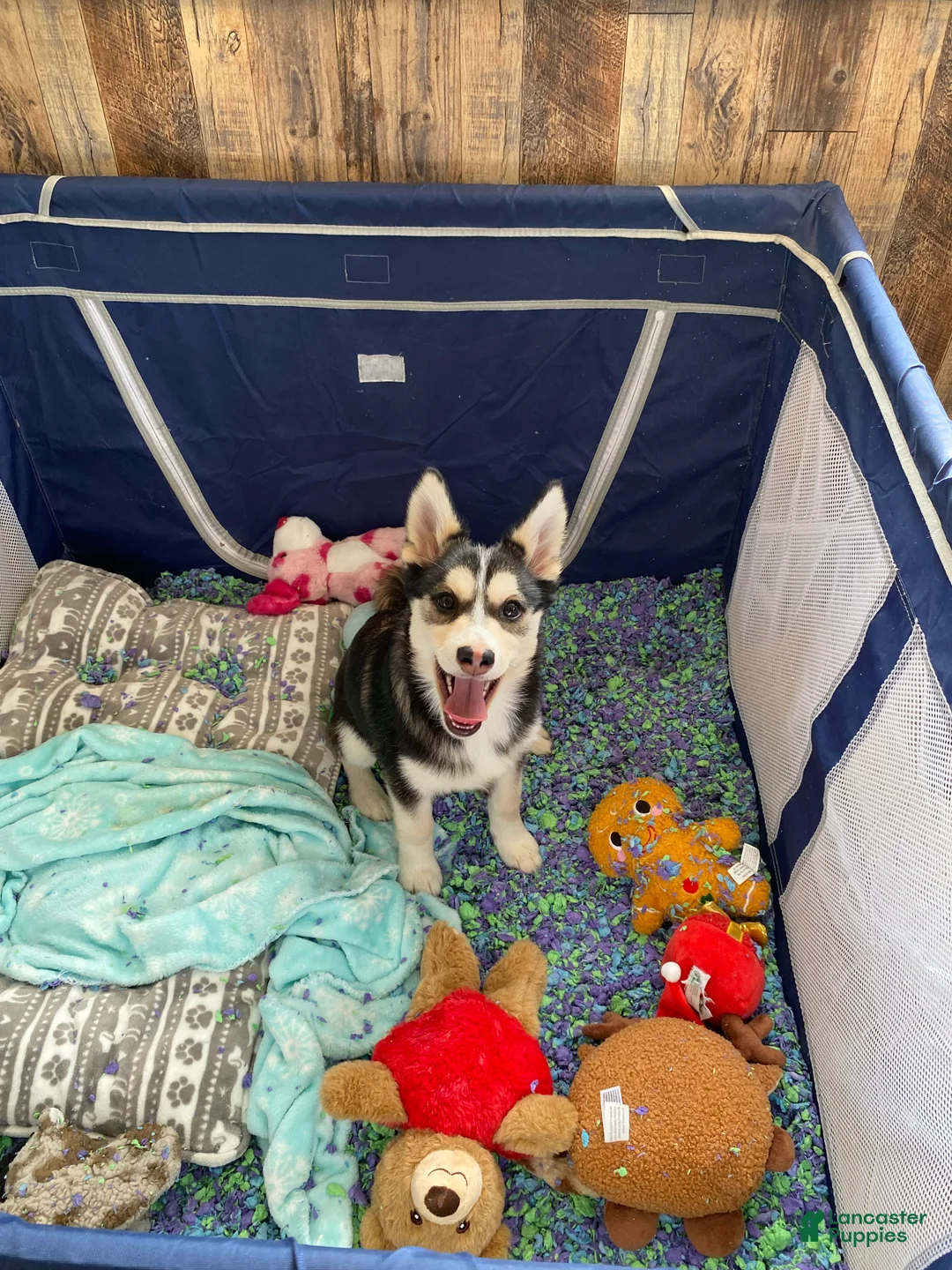 Pomsky dogs for sale: Snow White  - Ad 4