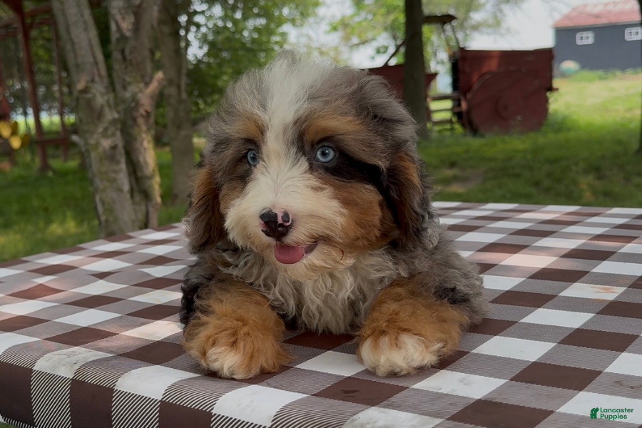 Mini Bernedoodle dogs Bullet - Ad 31