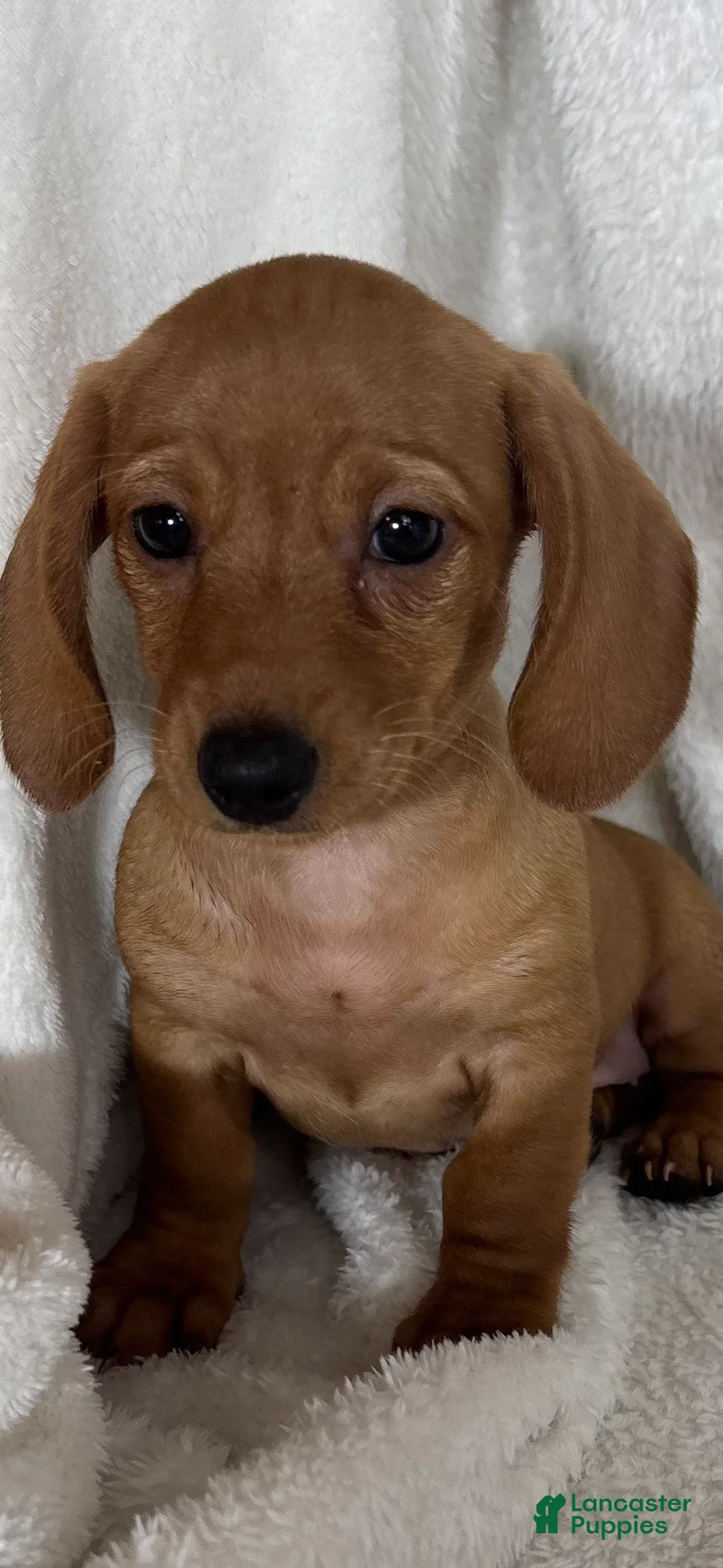 Dachshund dogs for sale: Dixie - Ad 6