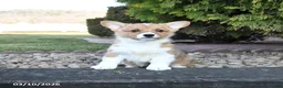 Welsh Corgi Pembroke dogs for sale: Lilac - Ad 3
