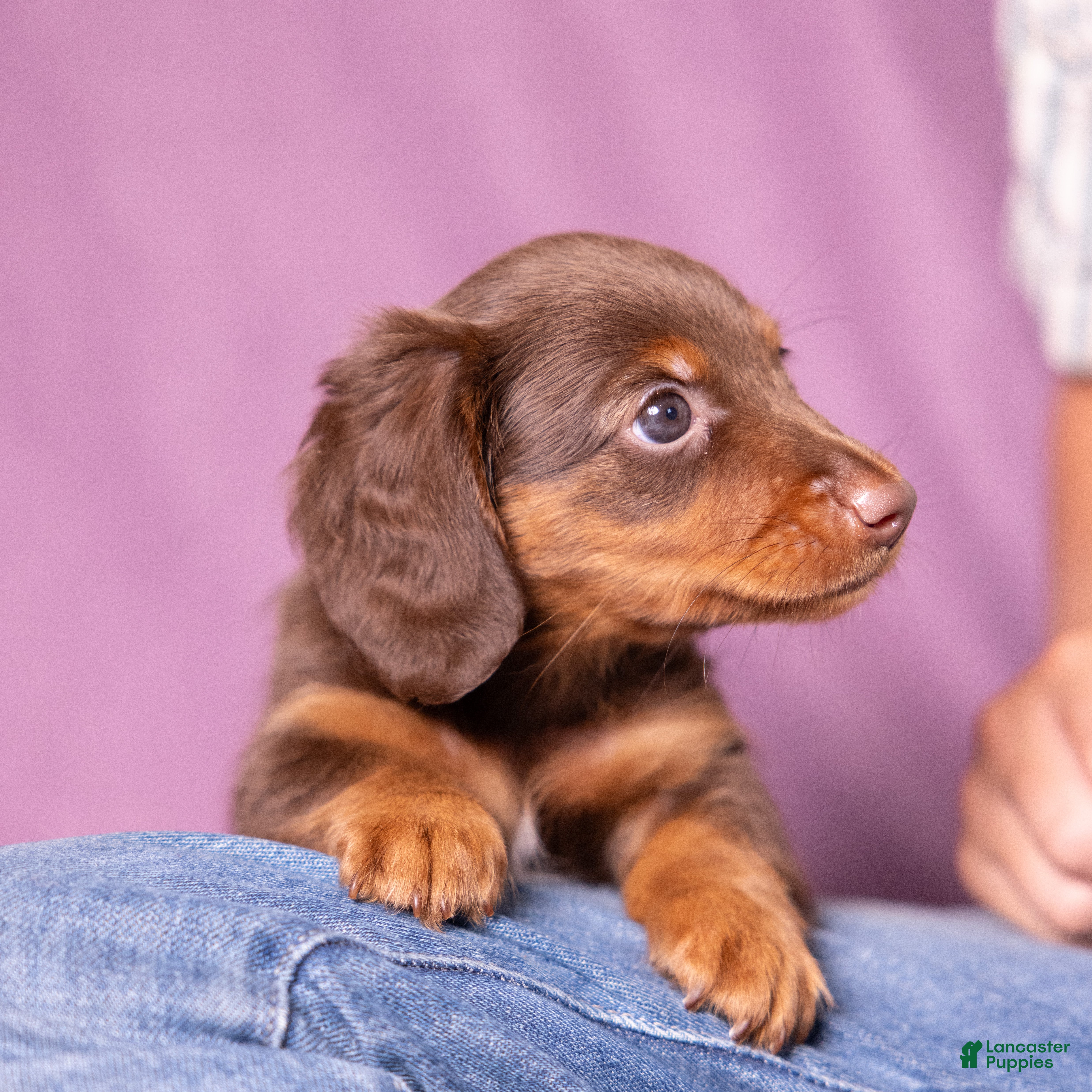 Miniature Dachshund dogs Rosie - Ad 2