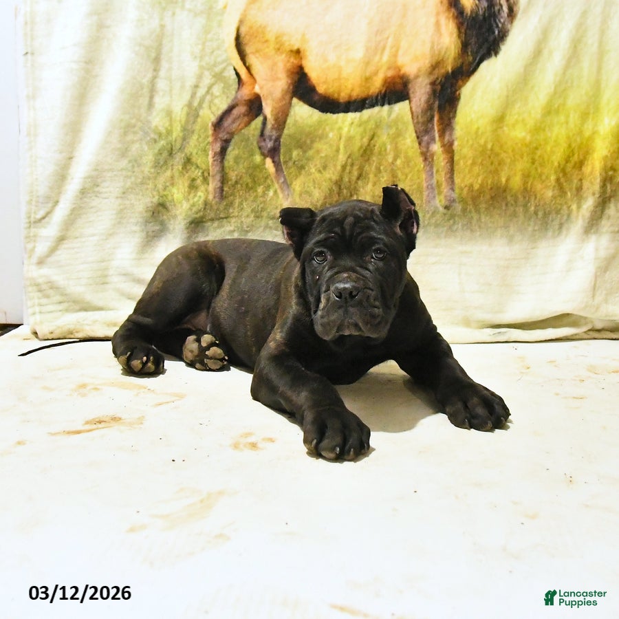 Cane Corso dogs Harriet - Ad 1