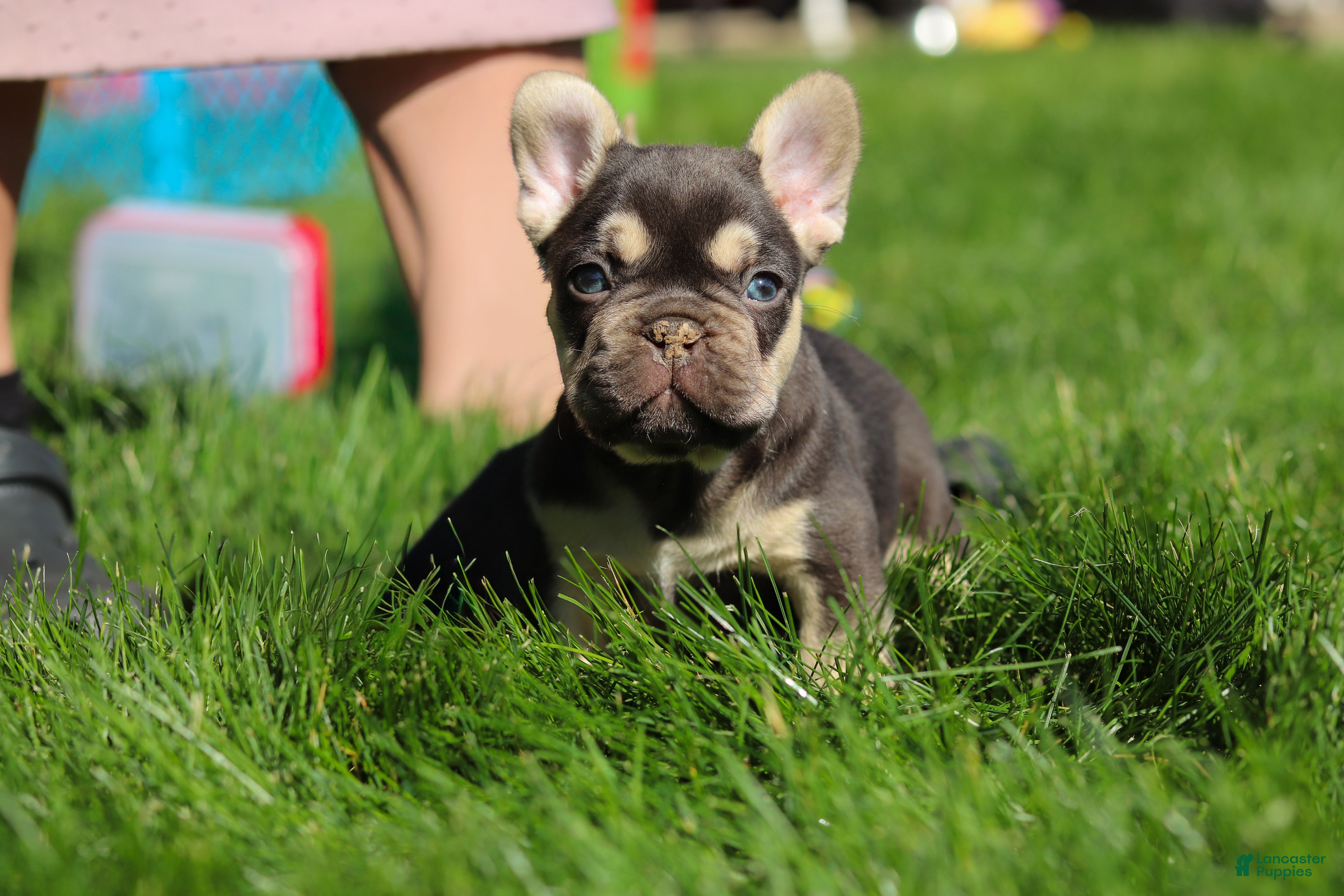 French Bulldog dogs for sale: Chase - Ad 15