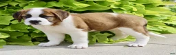 Saint Bernard dogs for sale: Annabelle - Ad 6
