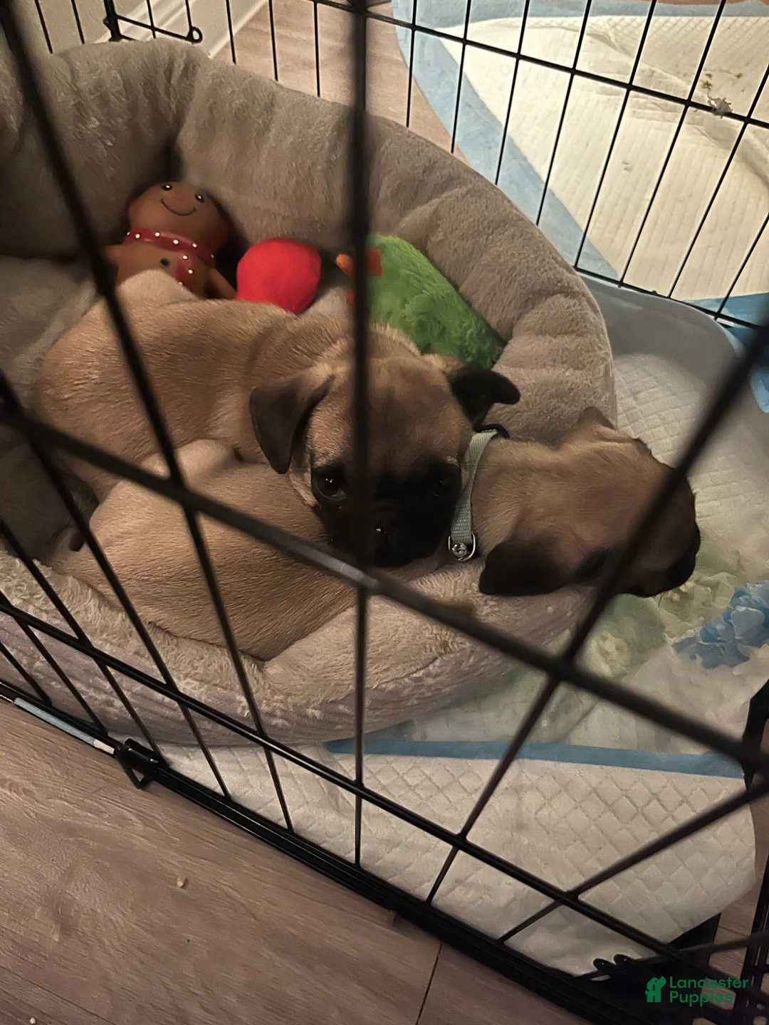 Pug dogs for sale: Pug Puppy 1 - Ad 6