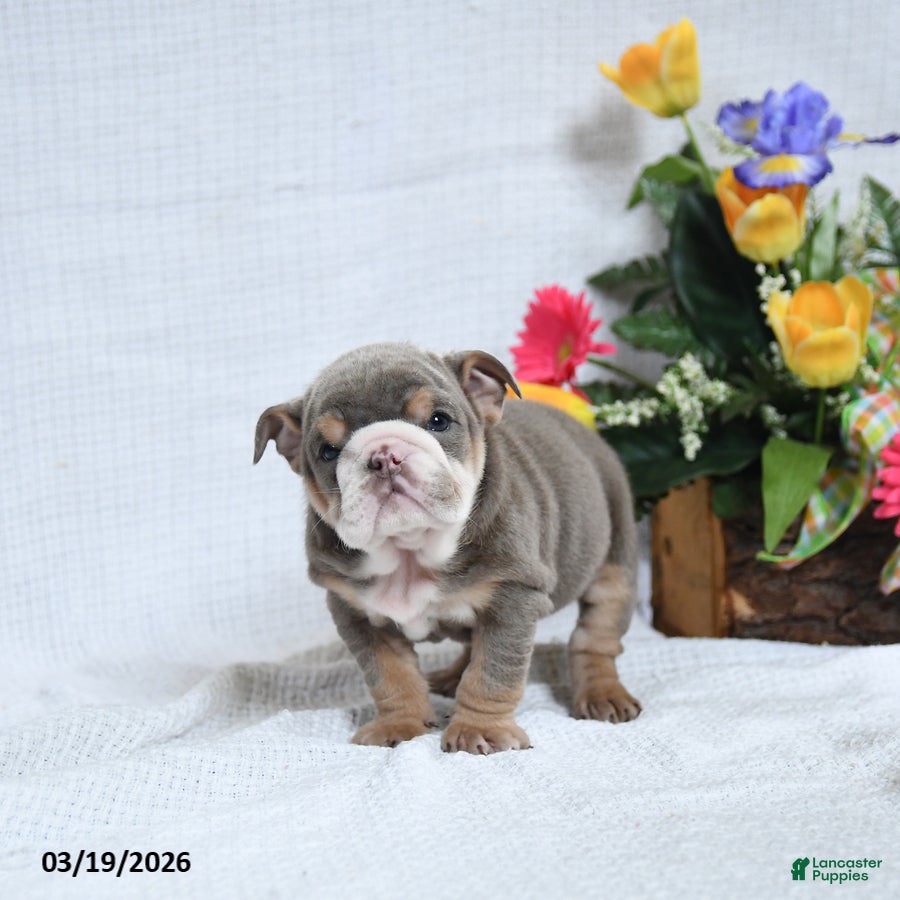 English Bulldog dogs Zelda - Ad 2