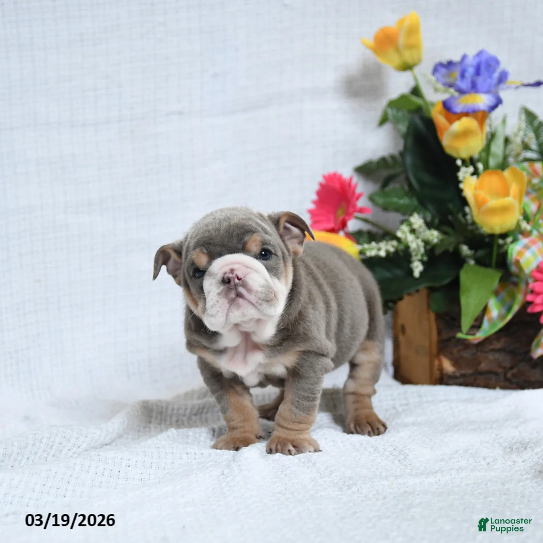 English Bulldog dogs for sale: Zelda - Ad 2