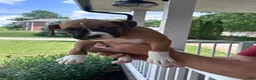 Boxer dogs for sale: Clovis  - Ad 8
