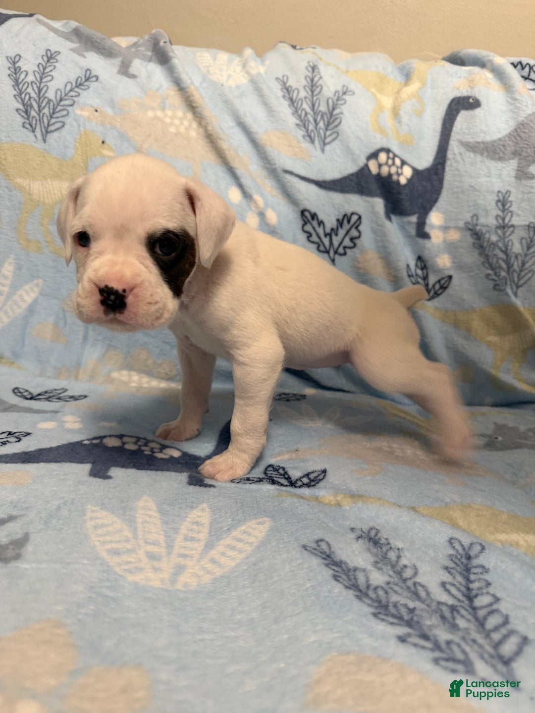 Boxer dogs for sale: Noel  - Ad 1