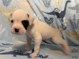 Boxer dogs Noel - Ad 3