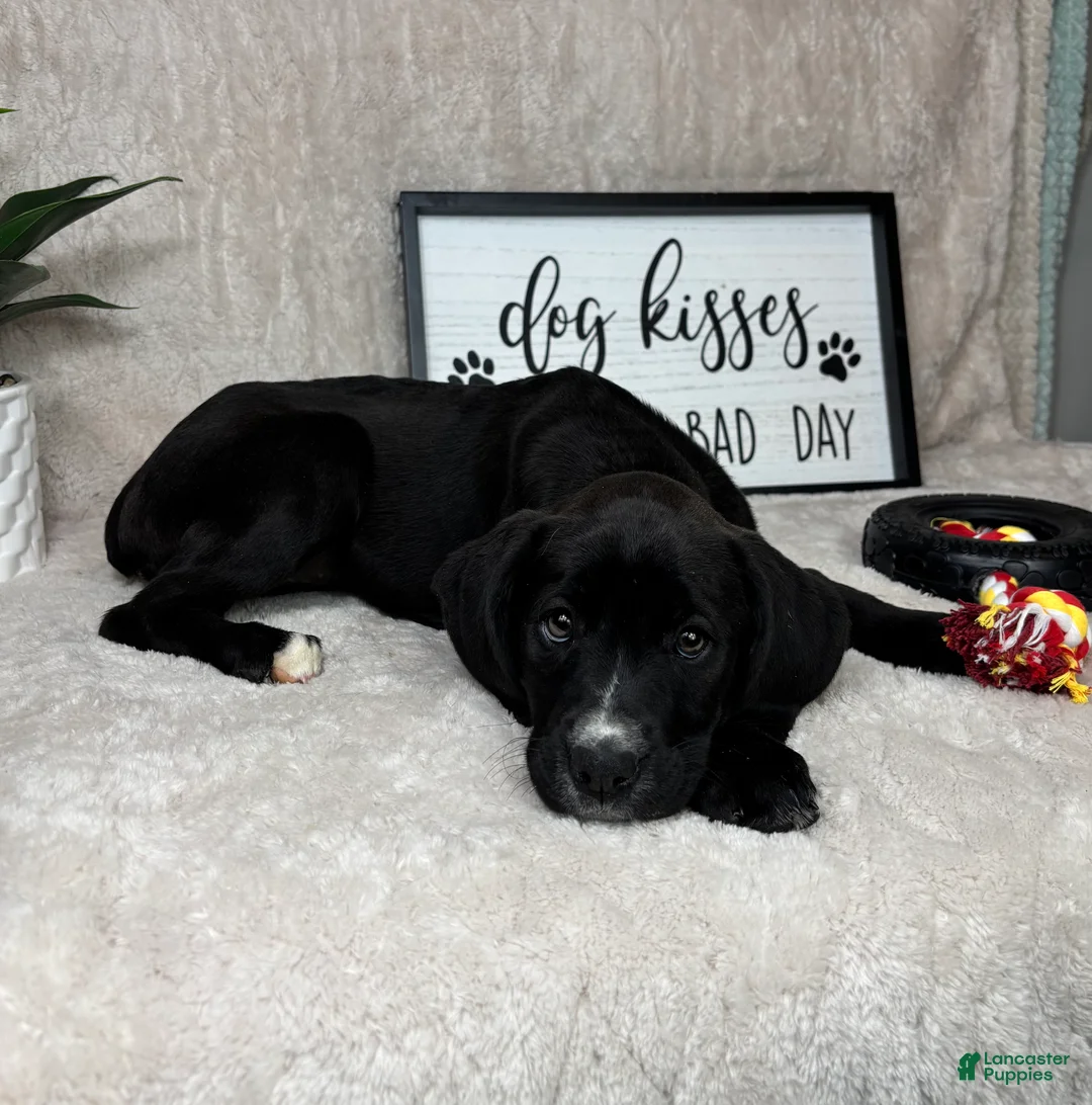 Mixed Breed dogs for sale: Sophie - Ad 2