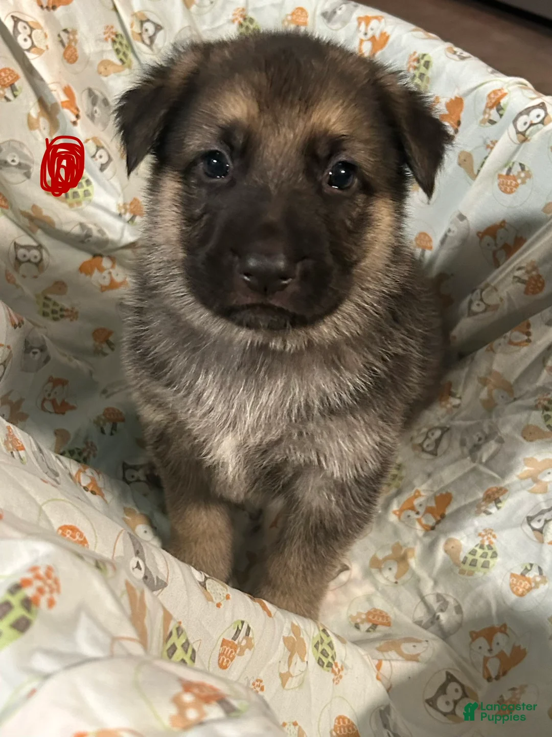 German Shepherd dogs for sale: German Shepherd Puppy 5 - Ad 13