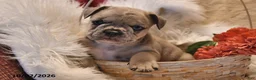 Frenchton dogs for sale: Pluto - Ad 4