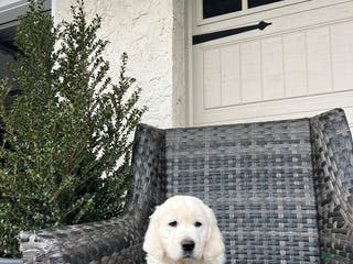 Golden Retriever dogs Roxy - Ad 40