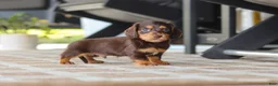 Miniature Dachshund dogs for sale: Warren - Ad 15