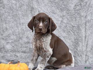 German Shorthaired Pointer dogs - Ad 34