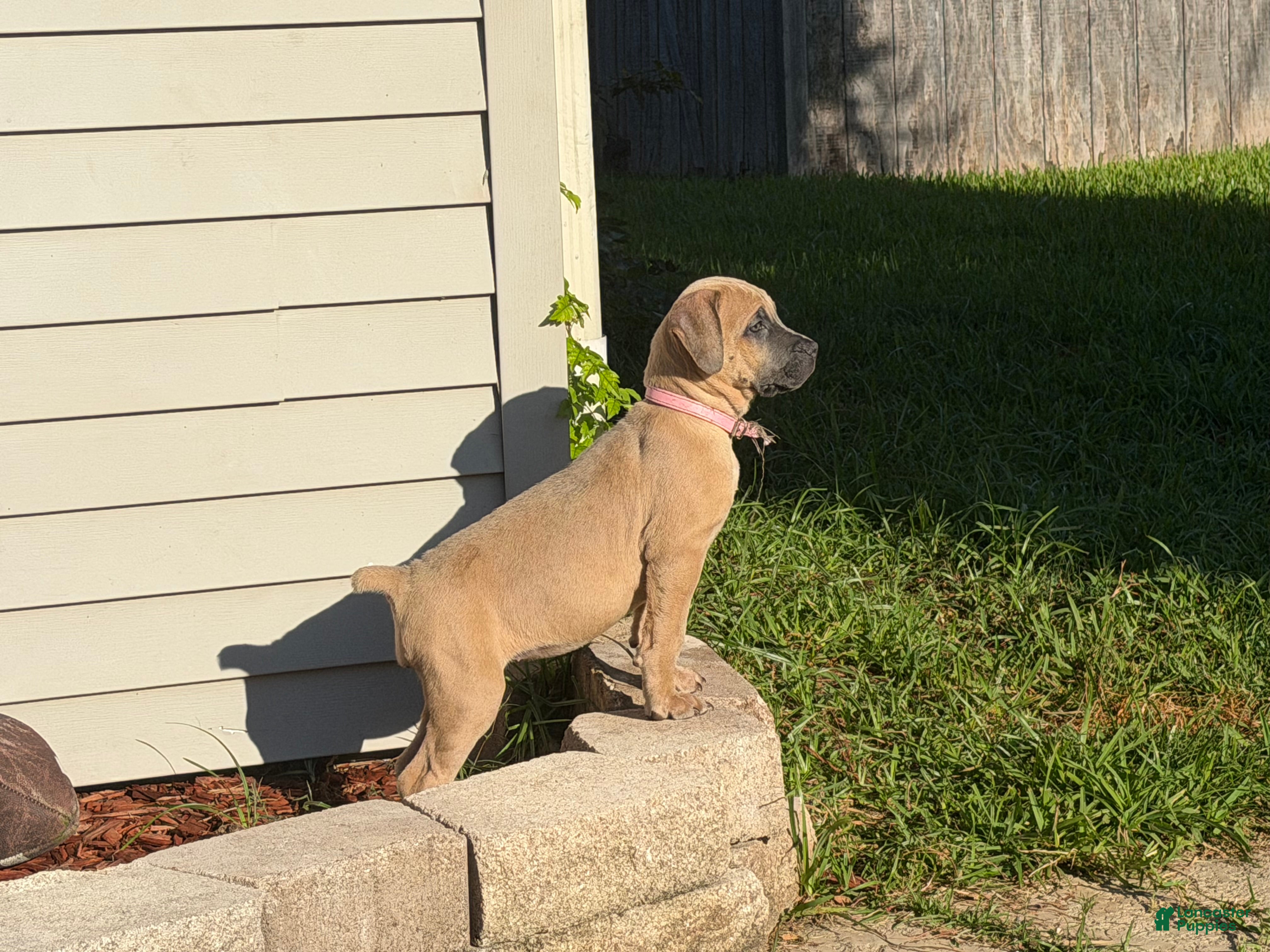 Cane Corso dogs Beyoncé  - Ad 2