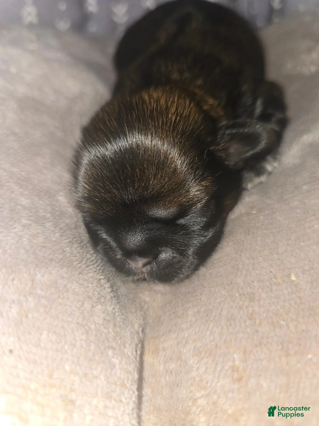 Shih Tzu dogs for sale: Rocky AKC - Ad 2