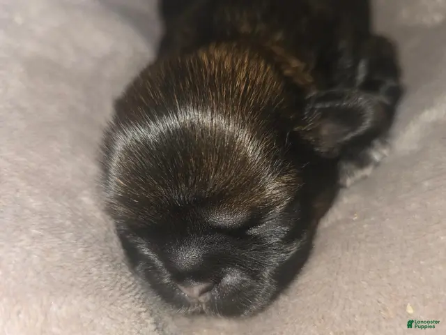 Shih Tzu dogs Rocky AKC - Ad 2