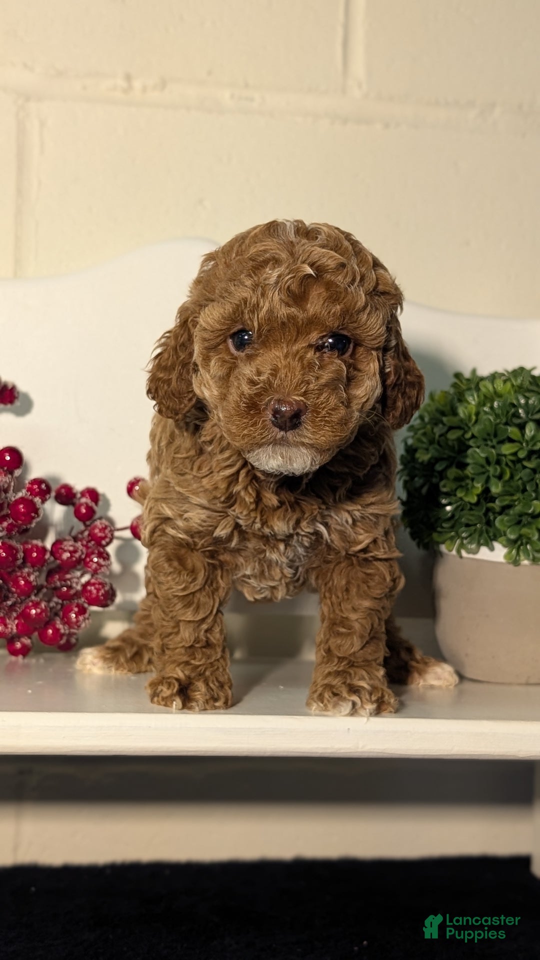 Miniature Poodle dogs for sale: Harper - Ad 5