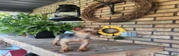 Yorkiepoo dogs for sale: Rio - Ad 10