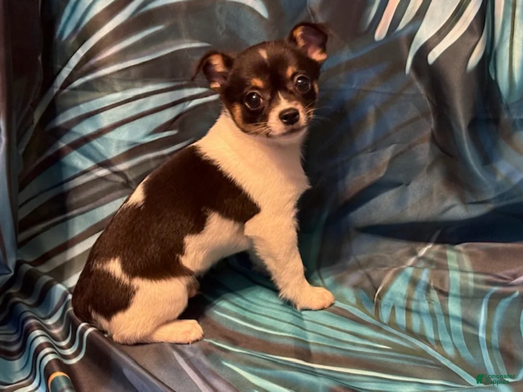 Chihuahua dogs for sale: Cupid - Ad 1