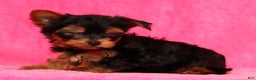 Yorkshire Terrier dogs for sale: Leo - Ad 9