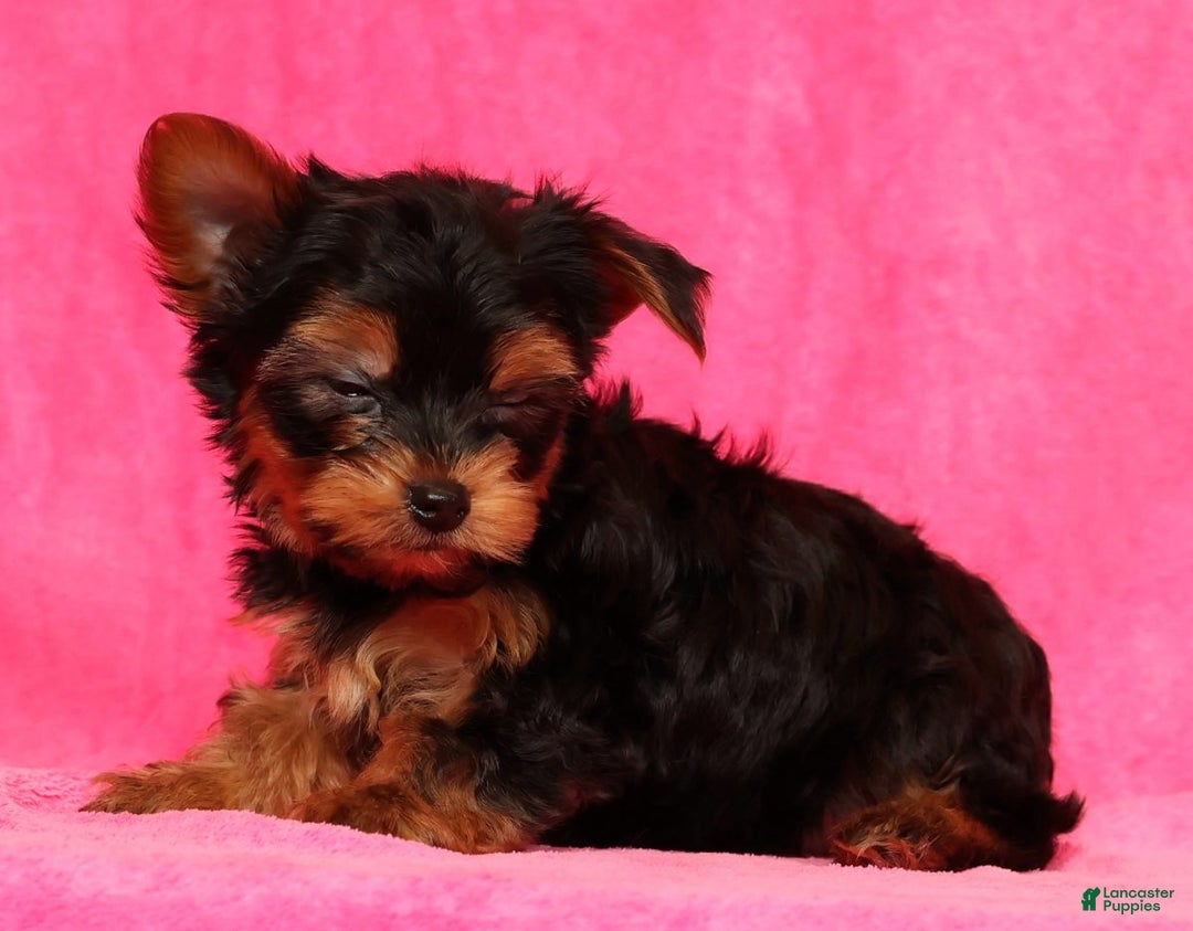 Yorkshire Terrier dogs for sale: Leo - Ad 9
