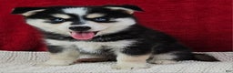 Pomsky dogs for sale: Moose - Ad 1