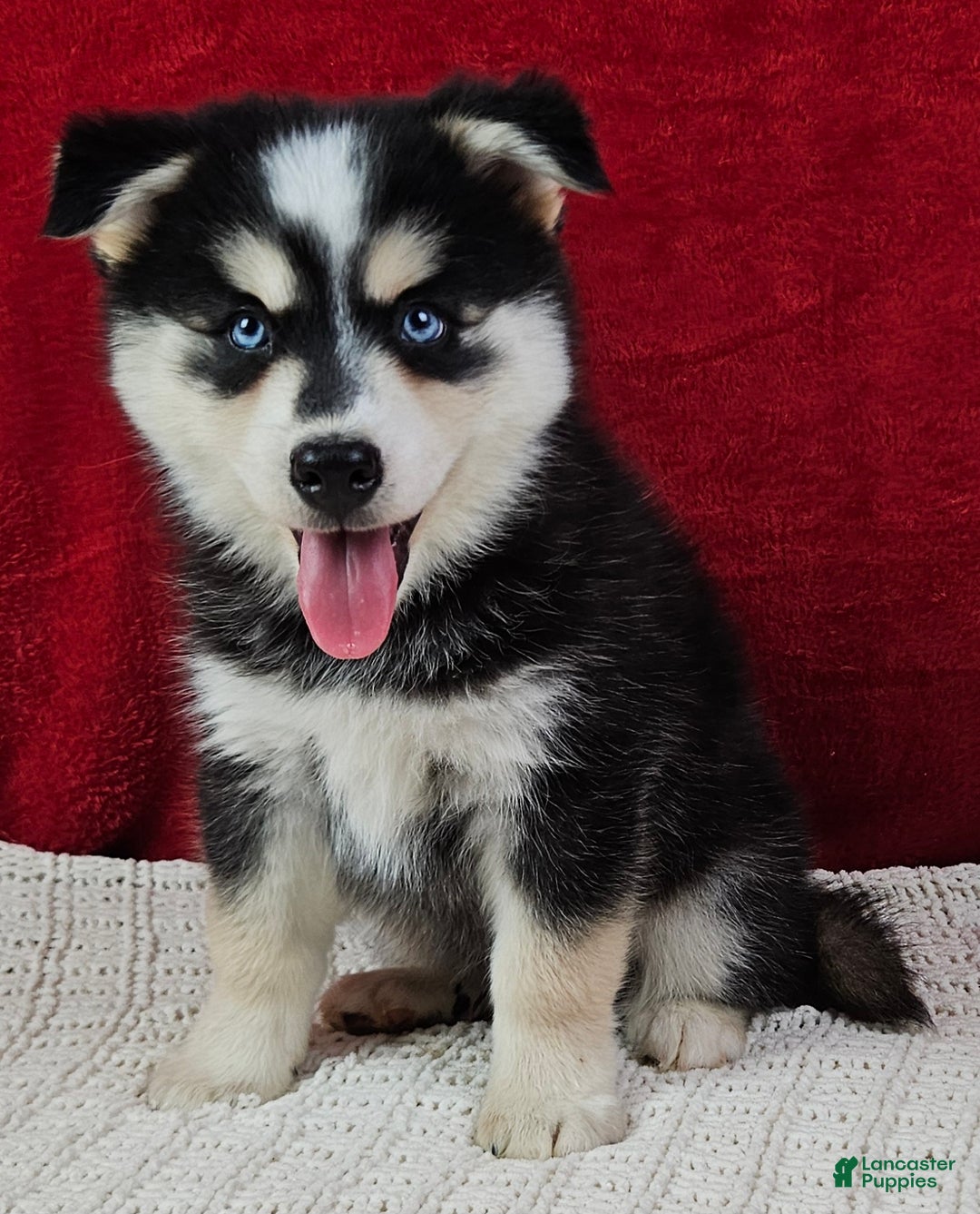 Pomsky dogs for sale: Moose - Ad 1