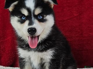 Pomsky dogs Moose - Ad 16