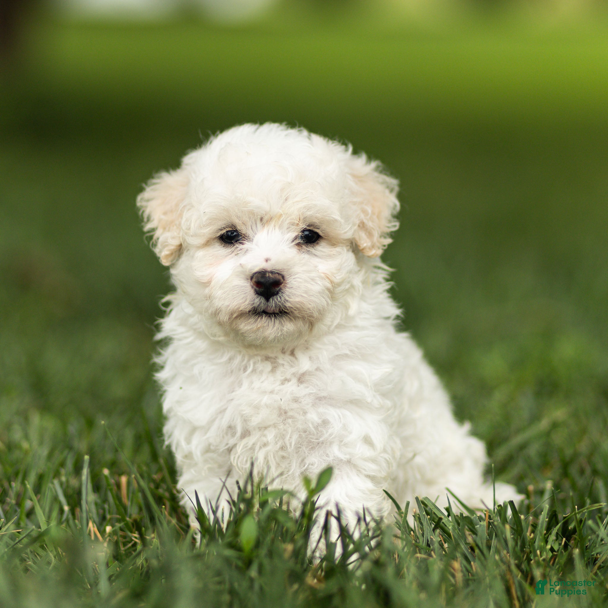 Maltipoo dogs Jesse Maltipoo  - Ad 1