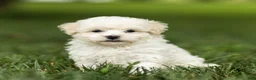 Maltipoo dogs for sale: Jesse Maltipoo  - Ad 10